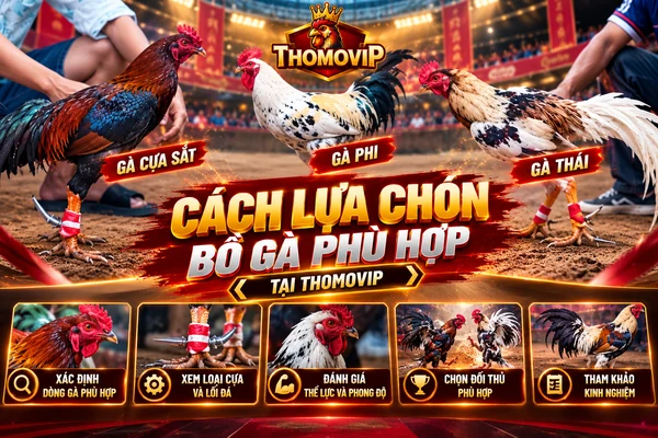 Cách lựa chọn bồ gà phù hợp tại THOMOVIP với gà cựa sắt, gà Phi và gà Thái