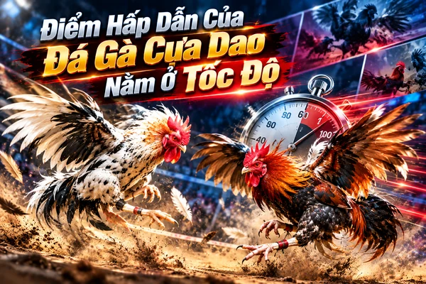 Điểm hấp dẫn của đá gà cựa dao nằm ở tốc độ với những tình huống diễn biến nhanh trong trận đấu Điểm hấp dẫn của đá gà cựa dao nằm ở tốc độ với những tình huống diễn biến nhanh trong trận đấu